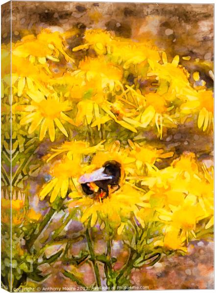 Bee on yellow flowers Canvas Print by Anthony Moore