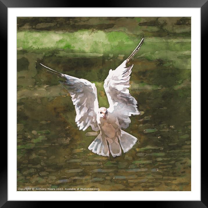 Tern in Flight. Framed Mounted Print by Anthony Moore