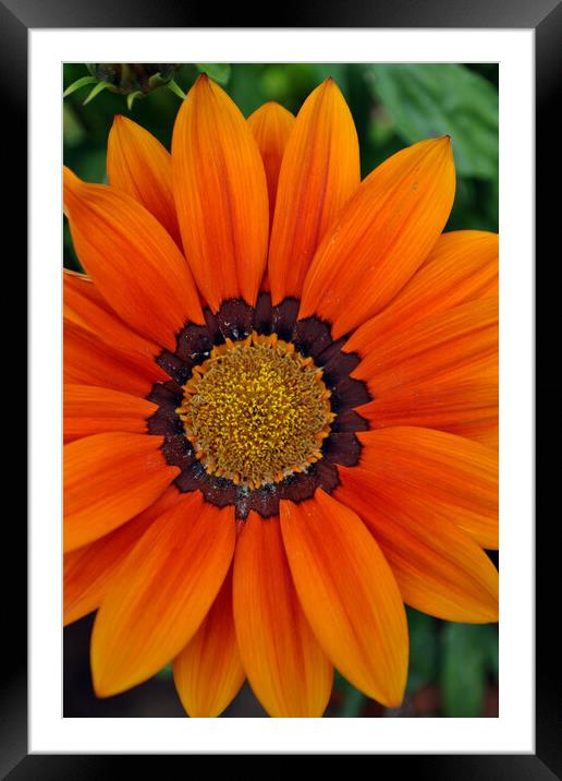 Orange Gazania African Daisies Summer Flower Framed Mounted Print by Andy Evans Photos