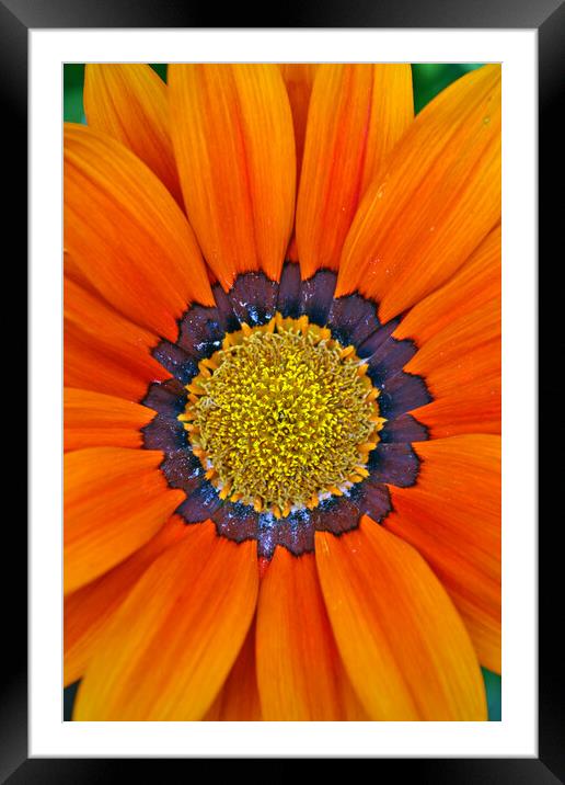 Orange Gazania African Daisies Summer Flower Framed Mounted Print by Andy Evans Photos