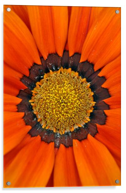 Orange Gazania African Daisies Summer Flower Acrylic by Andy Evans Photos