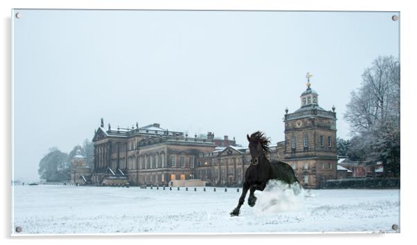 A Winter Gallop Acrylic by Apollo Aerial Photography