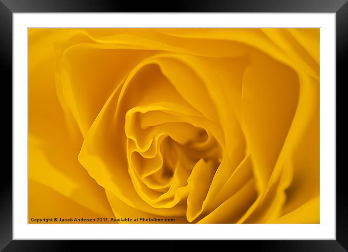 Yellow Rose Framed Mounted Print by Jacob Andersen