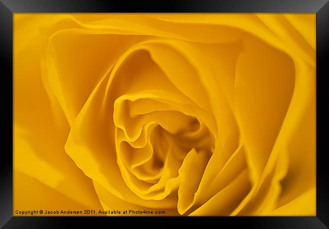 Yellow Rose Framed Print by Jacob Andersen