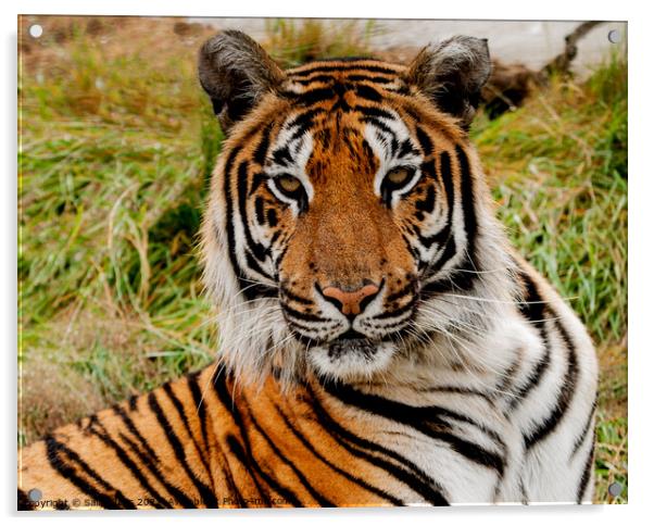 Bengal Tiger Acrylic by Sally Wallis