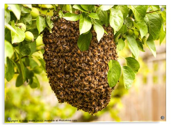 Swarm of uninvited bees Acrylic by Sally Wallis