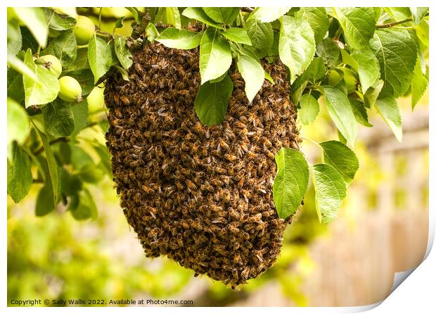 Swarm of uninvited bees Print by Sally Wallis
