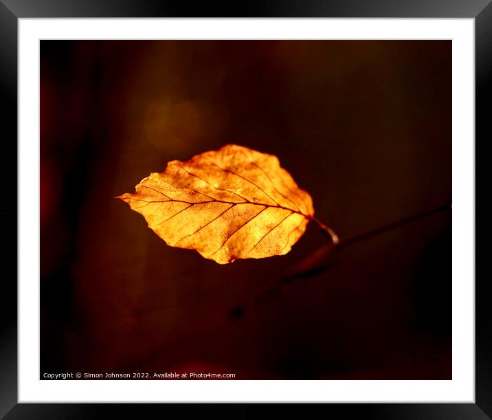 Sunlit leaf Framed Mounted Print by Simon Johnson