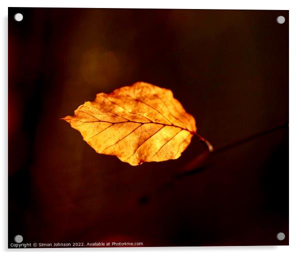 Sunlit leaf Acrylic by Simon Johnson