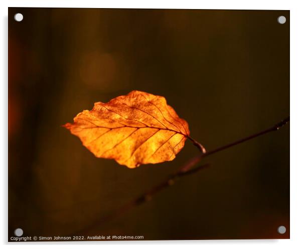 Sunlit beech leaf Acrylic by Simon Johnson