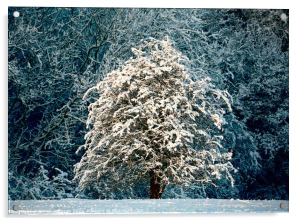 Snow clad tree Acrylic by Simon Johnson