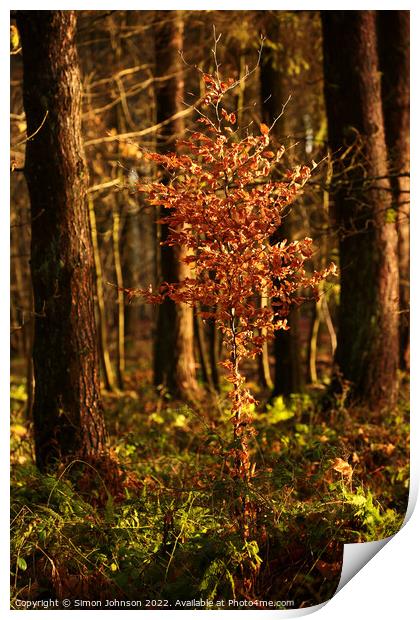 Sunlit beech tree Print by Simon Johnson