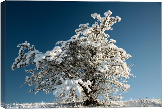 Frosted tree  Canvas Print by Simon Johnson