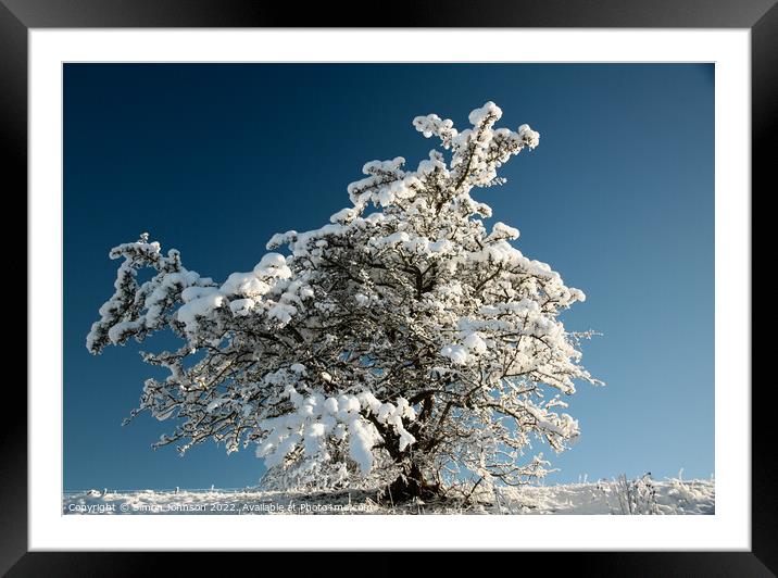 Frosted tree  Framed Mounted Print by Simon Johnson