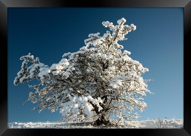 Frosted tree  Framed Print by Simon Johnson