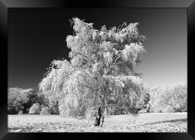 Frosted tree with snow  Framed Print by Simon Johnson