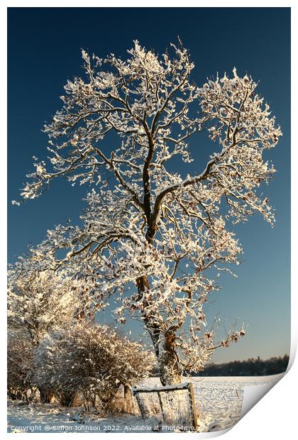 Frosty tree Print by Simon Johnson