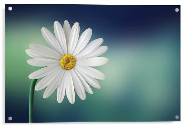 Beautiful Daisy Acrylic by Elizabeth Hudson