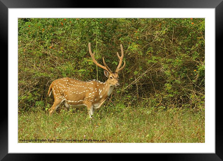 Spotted Deer Framed Mounted Print by Satish Babu