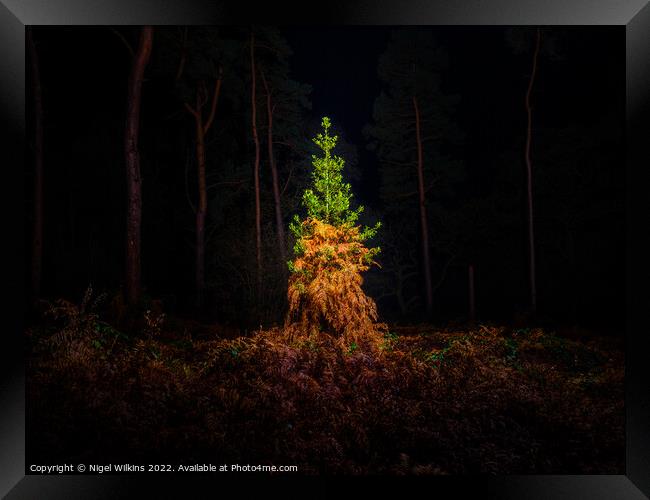 Nature's Christmas Tree Framed Print by Nigel Wilkins