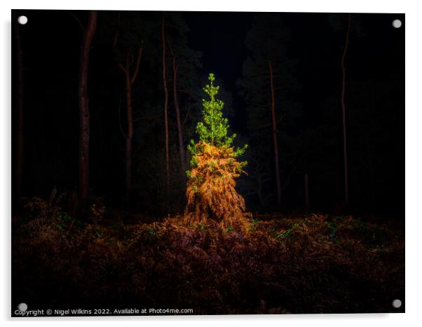 Nature's Christmas Tree Acrylic by Nigel Wilkins