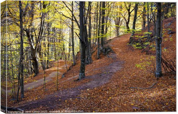 Beech forest in autumn Canvas Print by Jordi Carrio