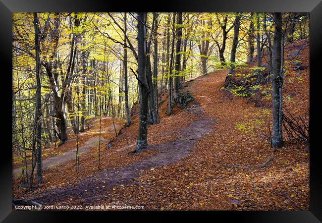 Beech forest in autumn Framed Print by Jordi Carrio