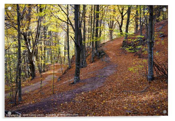 Beech forest in autumn Acrylic by Jordi Carrio