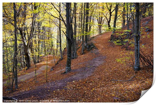 Beech forest in autumn Print by Jordi Carrio