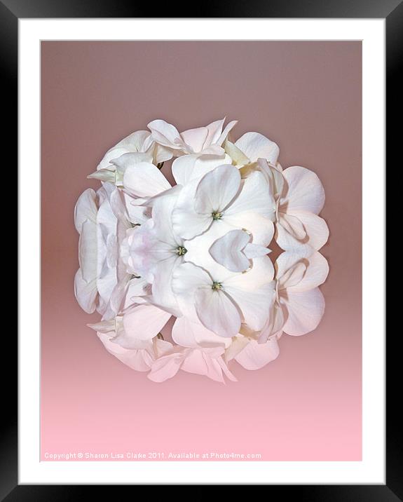 Pink petals Framed Mounted Print by Sharon Lisa Clarke
