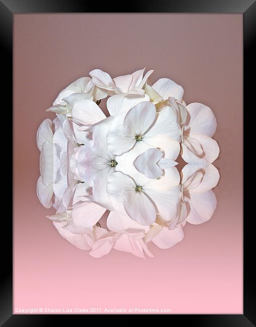 Pink petals Framed Print by Sharon Lisa Clarke