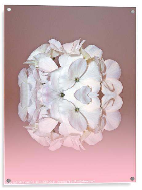 Pink petals Acrylic by Sharon Lisa Clarke