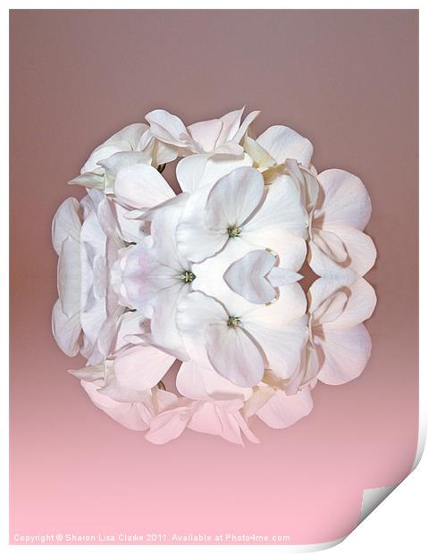 Pink petals Print by Sharon Lisa Clarke