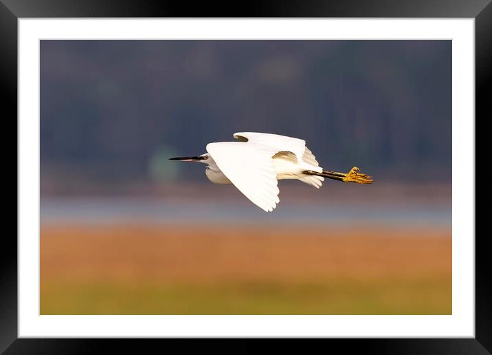 Little Egret in Flight Framed Mounted Print by Derek Beattie