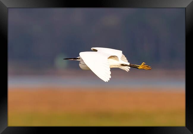 Little Egret in Flight Framed Print by Derek Beattie