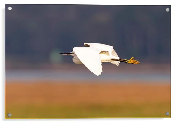 Little Egret in Flight Acrylic by Derek Beattie