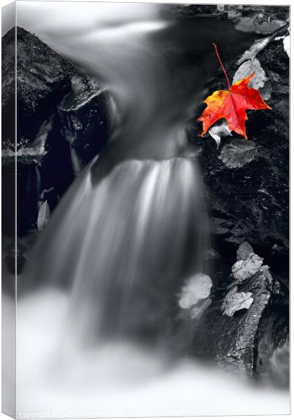 Lonely Leaf on Highland Rocks Canvas Print by Barbara Jones