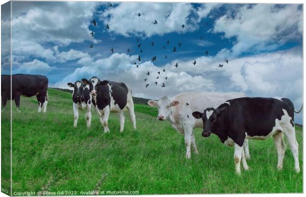 Standing in a Grassy Field are a Herd Holstein Friesian Cows. Canvas Print by Steve Gill