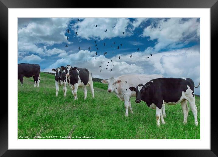 Standing in a Grassy Field are a Herd Holstein Friesian Cows. Framed Mounted Print by Steve Gill