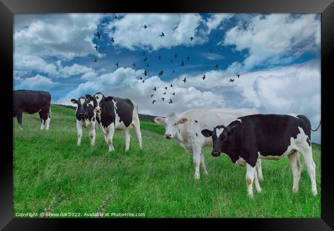 Standing in a Grassy Field are a Herd Holstein Friesian Cows. Framed Print by Steve Gill