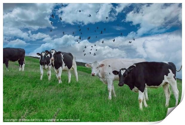 Standing in a Grassy Field are a Herd Holstein Friesian Cows. Print by Steve Gill