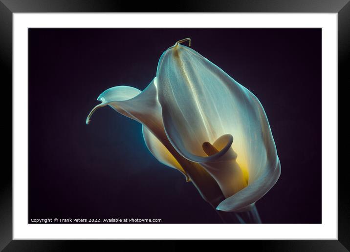 calla Framed Mounted Print by Frank Peters