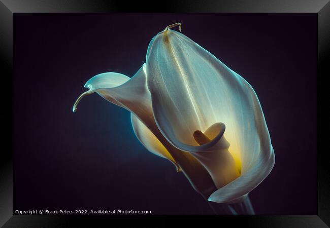 calla Framed Print by Frank Peters