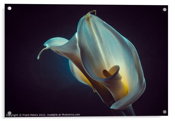 calla Acrylic by Frank Peters