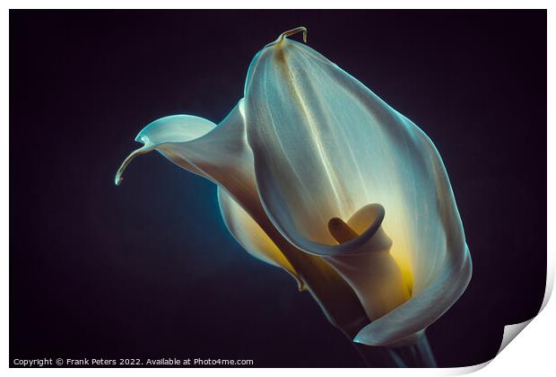 calla Print by Frank Peters