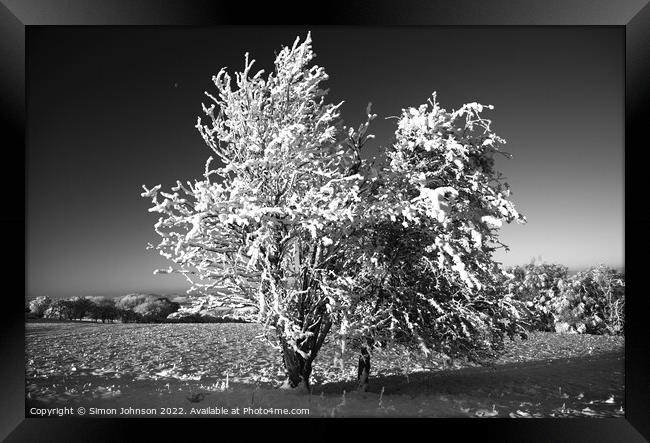 frosted tree in Monochrome  Framed Print by Simon Johnson