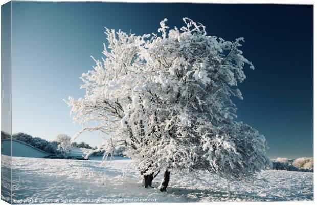 frosted  tree Canvas Print by Simon Johnson