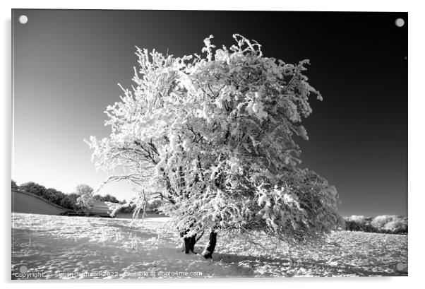 Frosted tree in monochrome  Acrylic by Simon Johnson