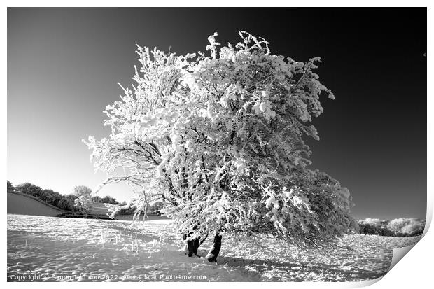 Frosted tree in monochrome  Print by Simon Johnson