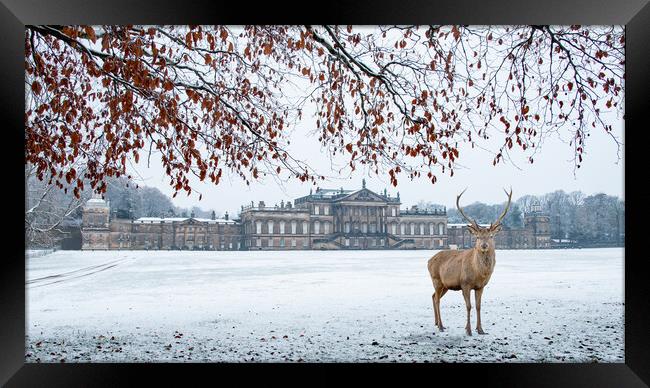 A Winter Stag at Wentworth Framed Print by Apollo Aerial Photography